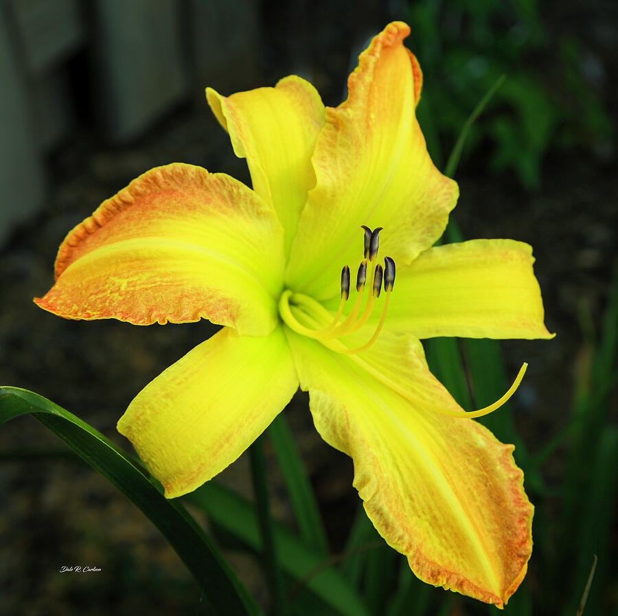 Monster Daylily Photograph by Dale R Carlson