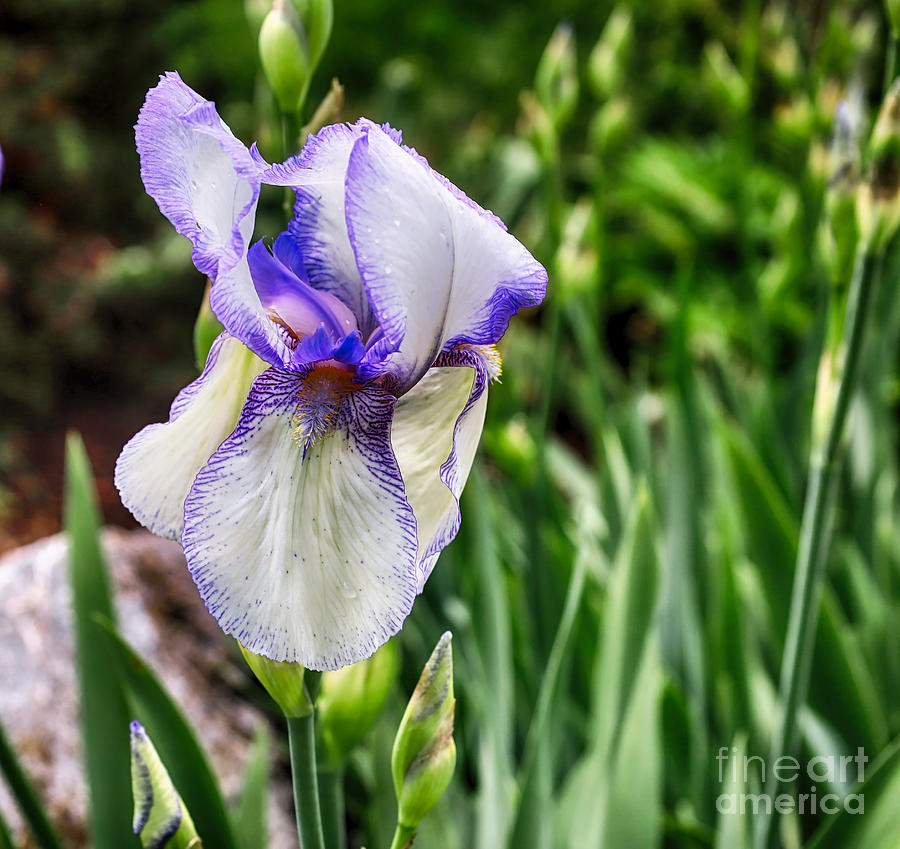 Iris Photograph - Monster in the Garden by Steven Digman