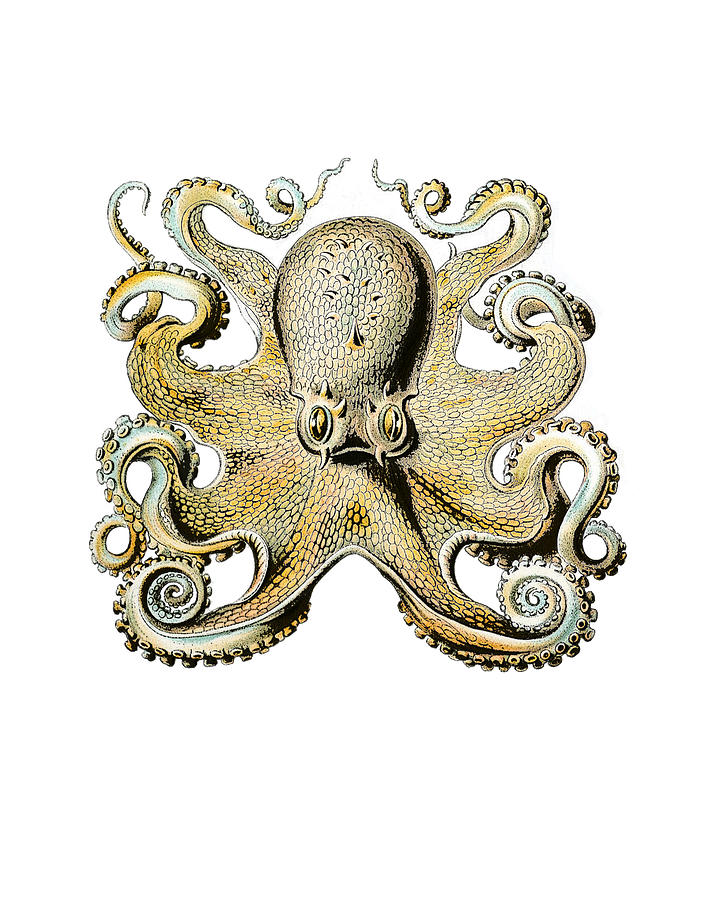 Monster Octopus Digital Art by Madame Memento - Fine Art America