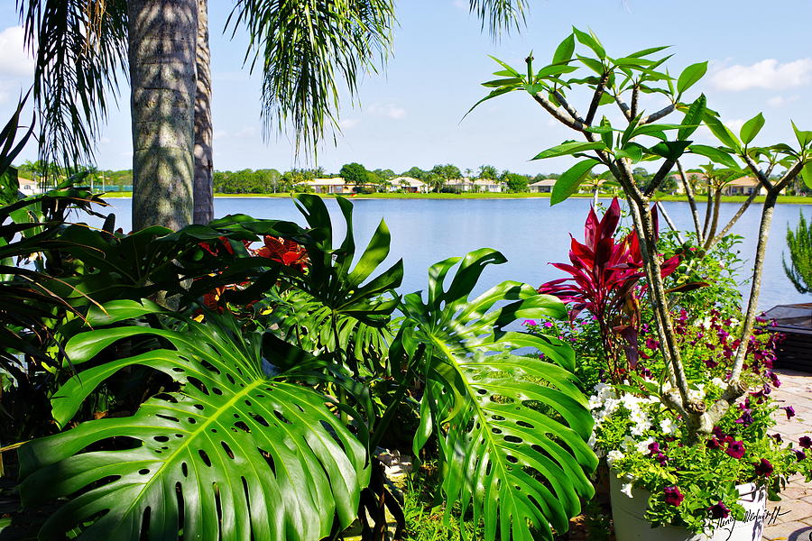 Monstera Photograph by Henry Mednikoff - Fine Art America