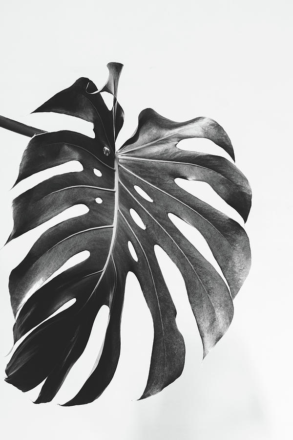 Monstera Leaf Abstract Original