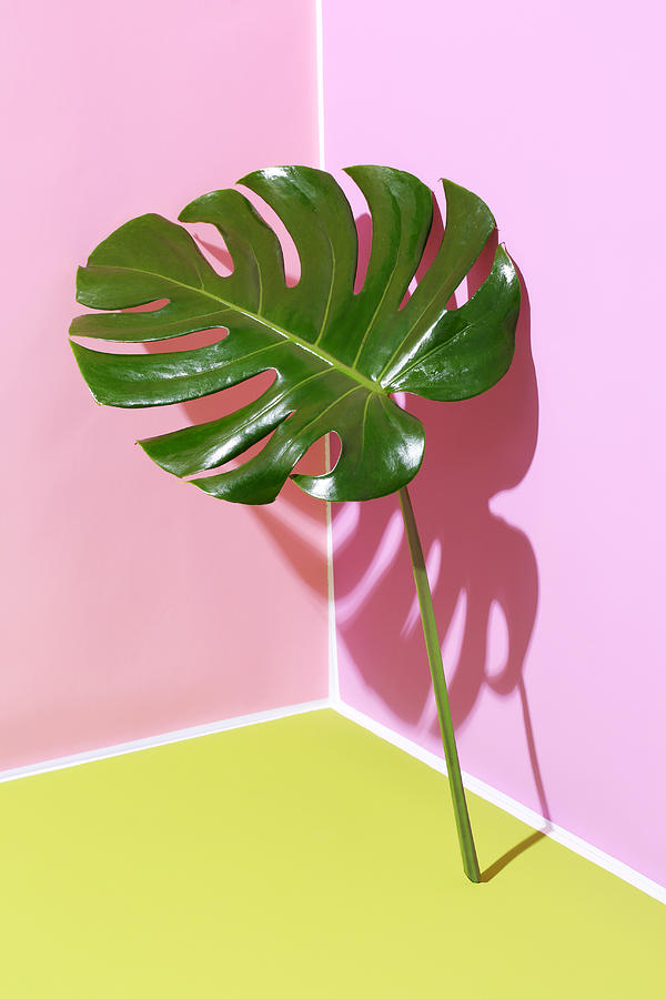 Monstera leaf leaning on graphic background Photograph by Tooga
