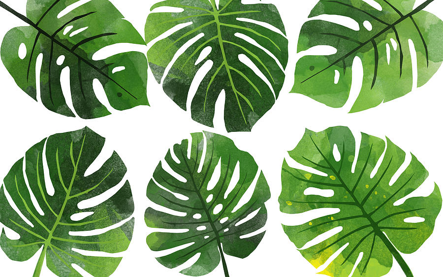 How to draw a monstera leaf in pencil. 