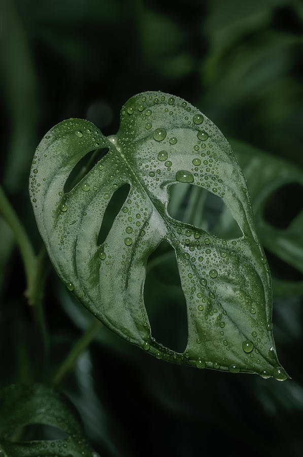 Monstera obliqua green plant Photograph by Benoit Bruchez
