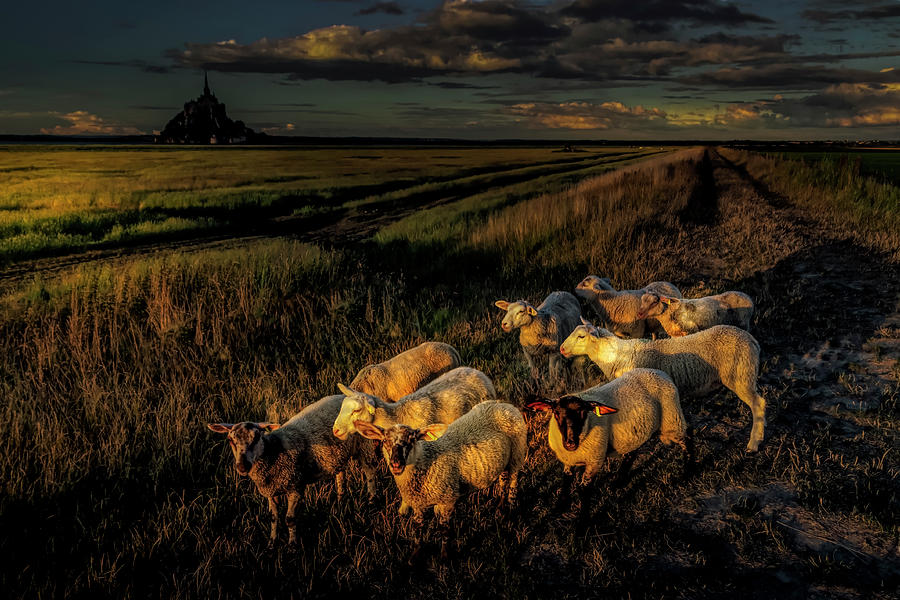 Nature Photograph - Mont Saint-Michel Sheep by Norma Brandsberg