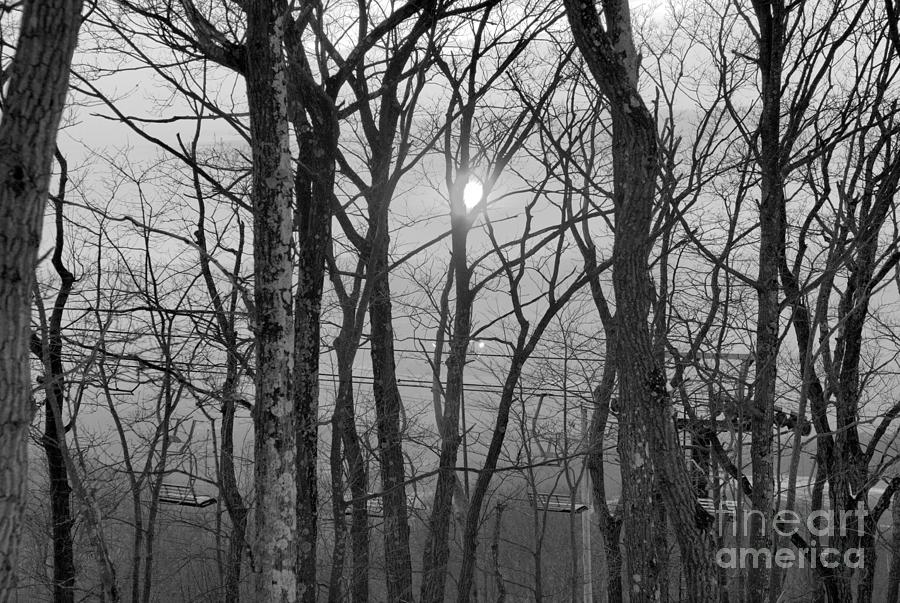 Montage Mountain Sunset Through The Trees Black And White Photograph by Adam Jewell