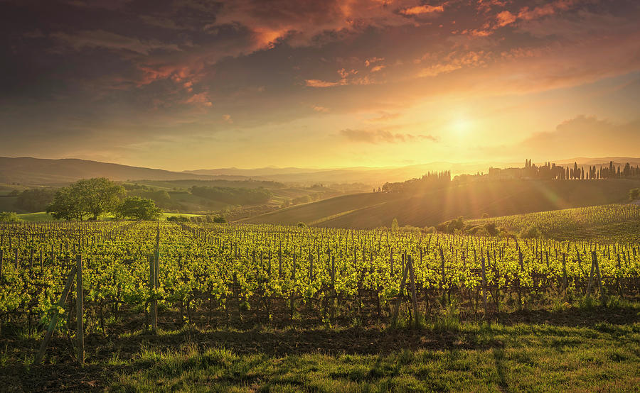 Montalcino vineyards at sunset. Tuscany, Italy Photograph by Stefano Orazzini