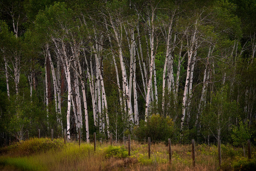 Montana Aspen Grove Photograph by Matt Hammerstein