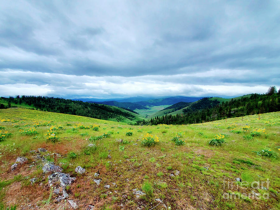 Montana Beauty- National Bison Range 2022 Photograph by Janie Johnson