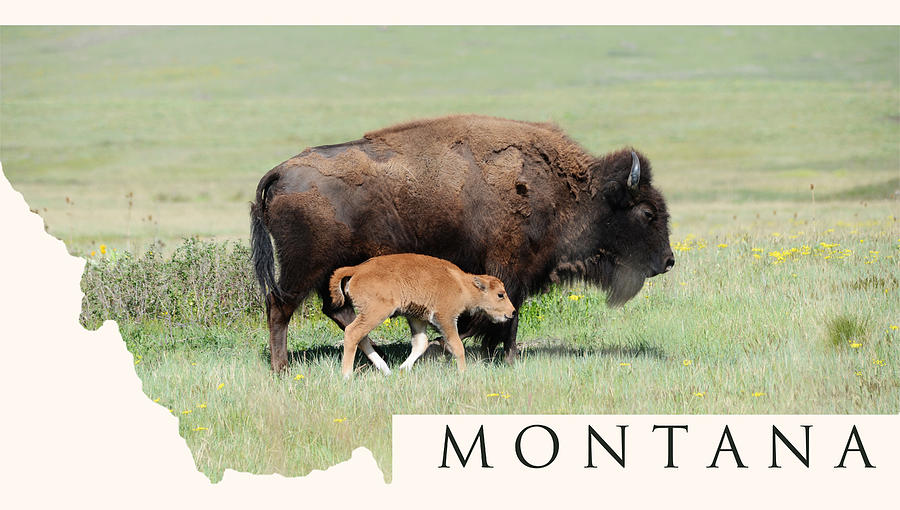 Montana- Bison and Calf Photograph by Whispering Peaks Photography ...