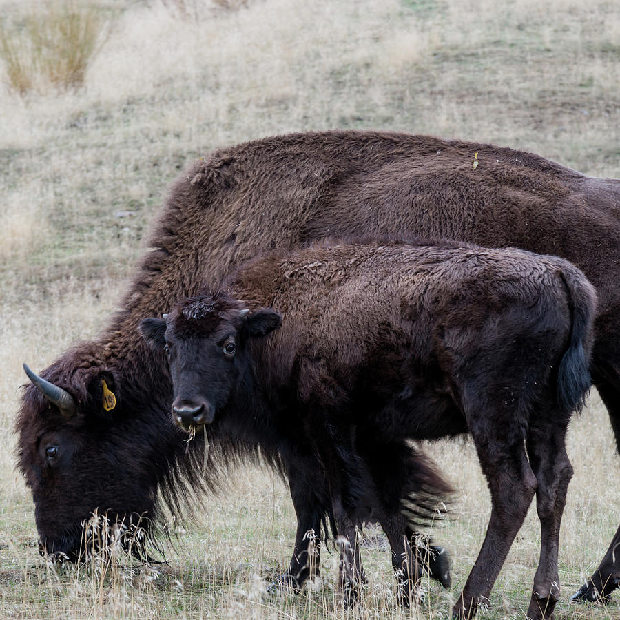 Montana Bison Photograph by Jenware Photography - Fine Art America