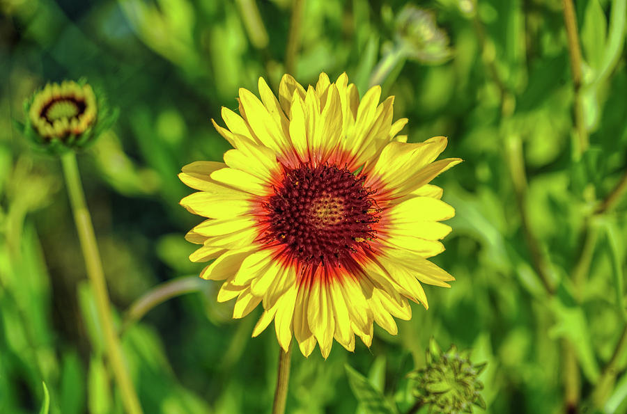 Montana Blanket Flower Photograph by Wes Hunt