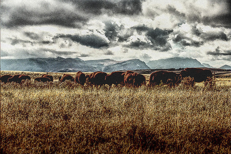 Montana Buffaloes Photograph