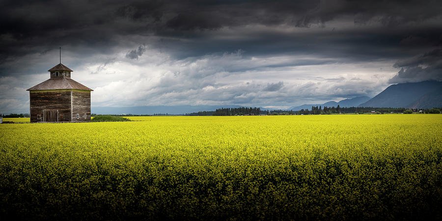 Montana Canola Photograph by Bryan Moore