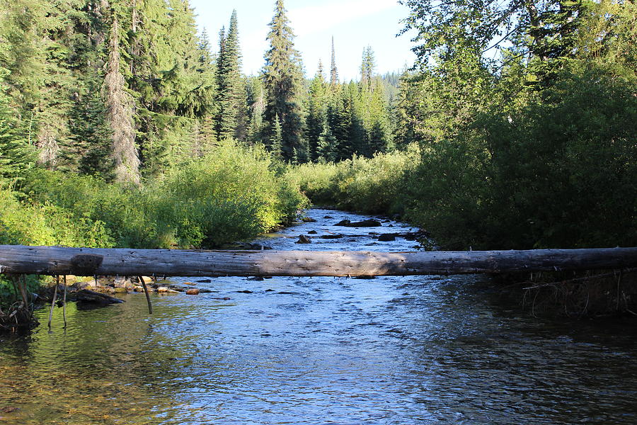 Montana Creek and Log Photograph by Curtis Boggs | Fine Art America