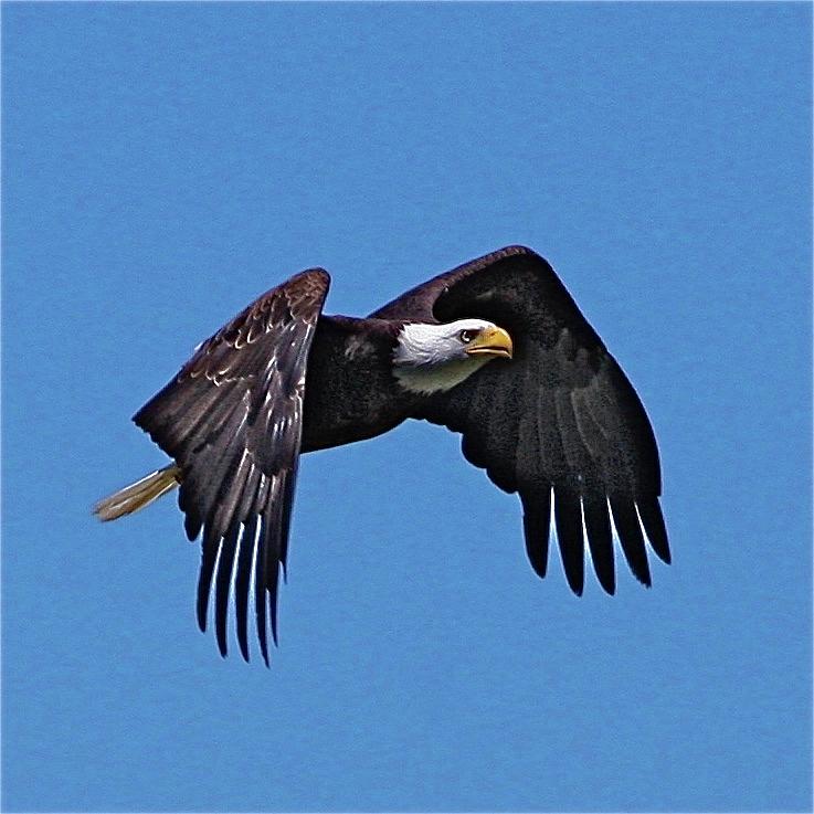 Montana Eagle Photograph by Dorsey Northrup