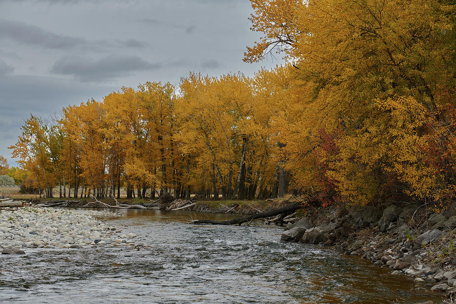Montana Fall Colors Photograph by Paul Freidlund