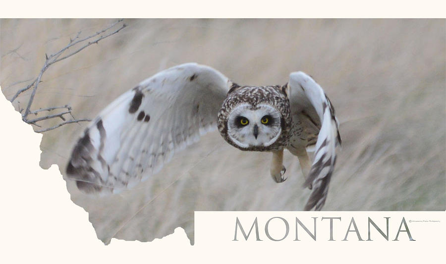 Montana- Flying Owl Photograph by Whispering Peaks Photography