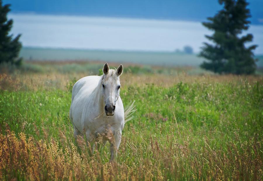 Horse Photograph - Montana Horse 1 by Marty Koch