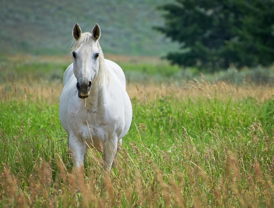 Horse Photograph - Montana Horse 3 by Marty Koch