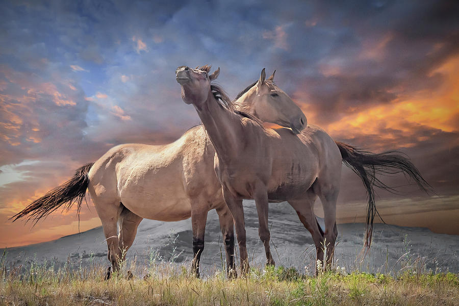 Montana Horses against a Painted Sky Photograph by Randall Nyhof