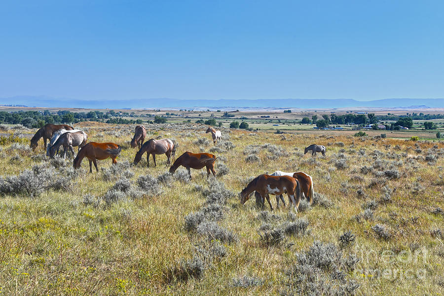 Montana Horses Grazing Photograph by Catherine Sherman