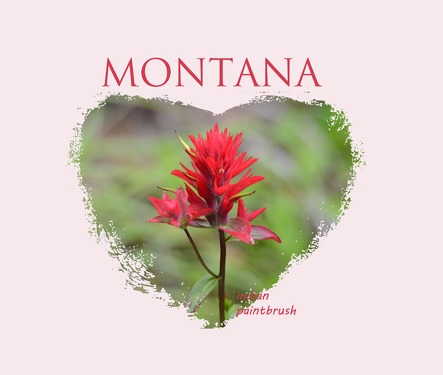 Montana Indian Paintbrush Heart Photograph