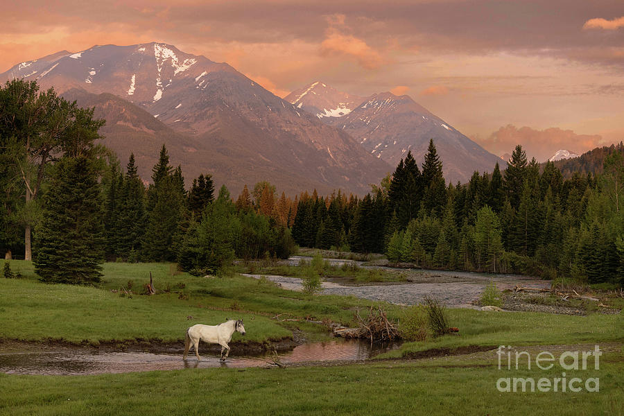 Montana Mountain Horse Photograph by Terri Cage