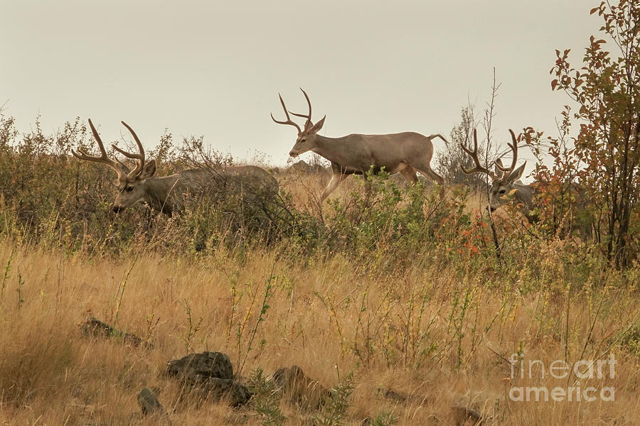 Montana Mule Deer Photograph by Nancy Gleason