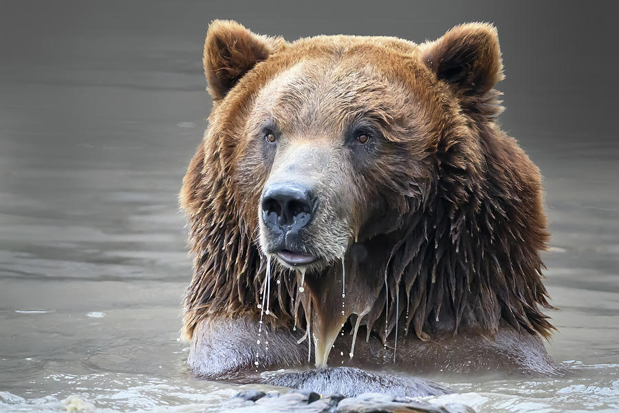 Montana Teddy Bear Photograph by Angie Mossburg