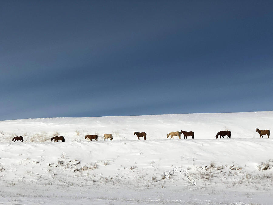 Montana wild horses crossing in winter Photograph by Tatiana Travelways