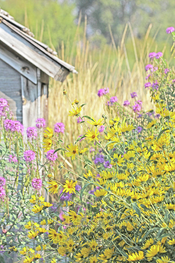 Montanas Summer Flowers Photograph by Jennie Marie Schell