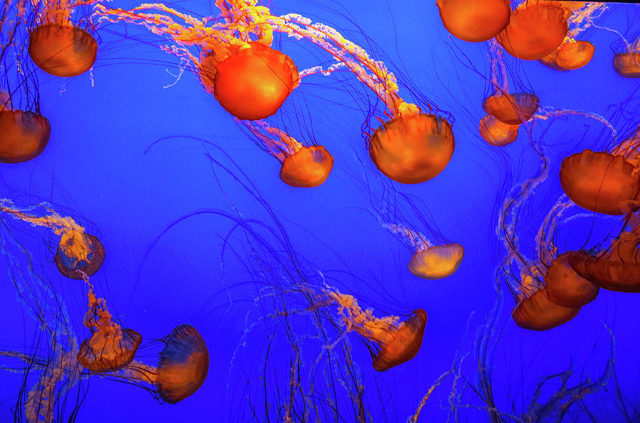 Monterey Aquarium Jellyfish Display Photograph by Scott McGuire