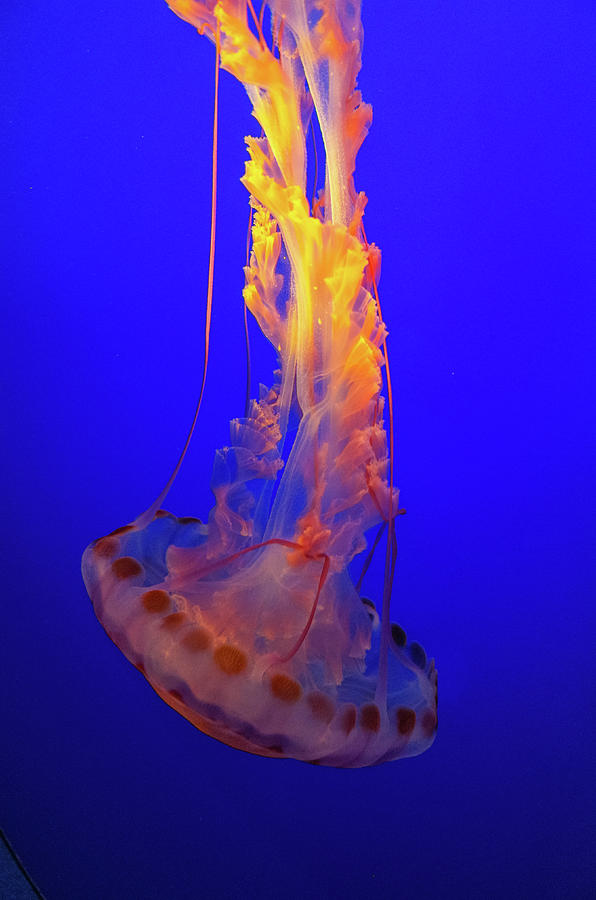 Monterey Aquarium Jellyfish Light Photograph by Scott McGuire