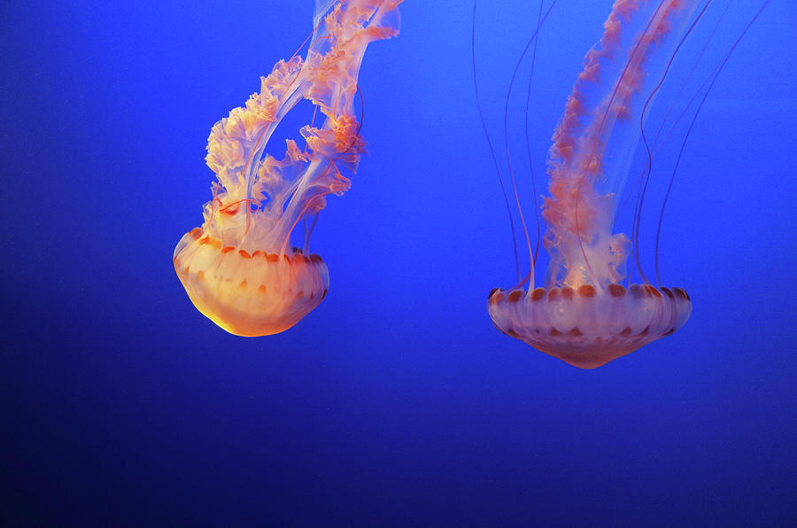 Monterey Aquarium Jellyfish Photograph by Scott McGuire