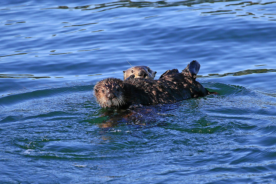 Monterey Bay Otters Photograph by Shoal Hollingsworth