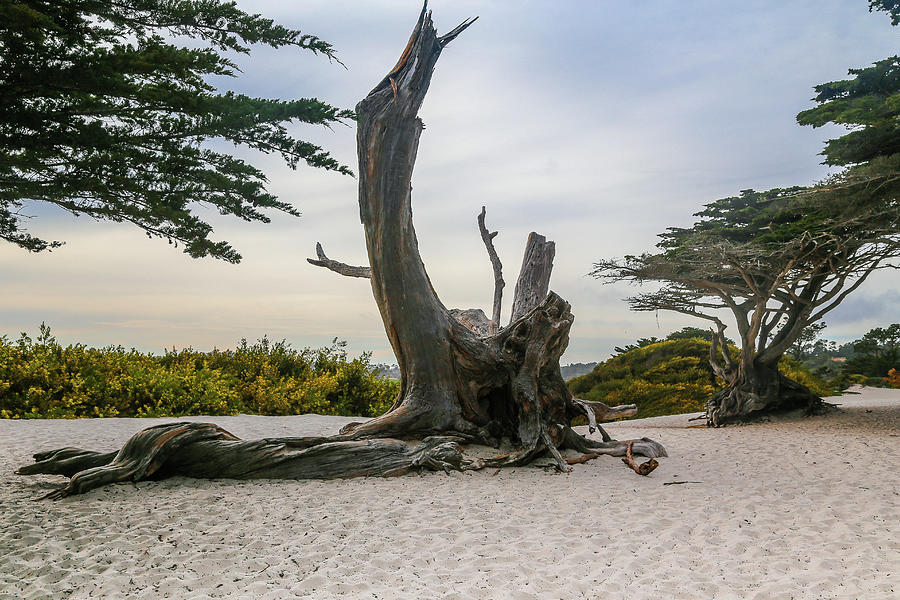 Monterey Beach Photograph by Alberto Zanoni