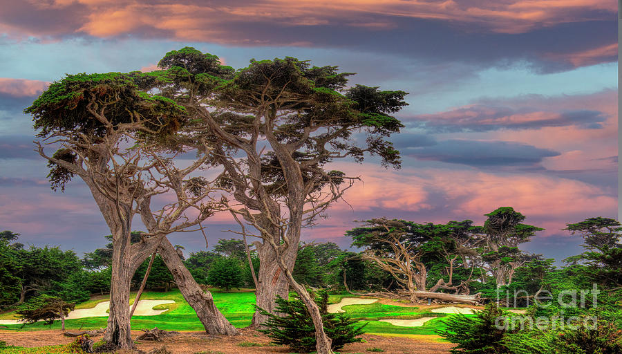 Monterey Coast Pines at Sunset Photograph by David Zanzinger