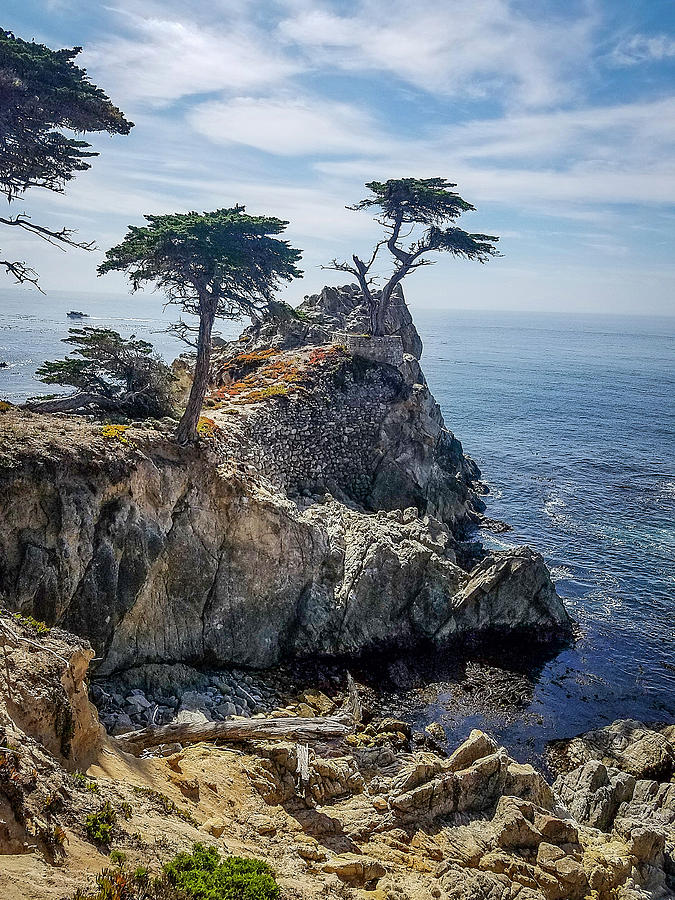 Monterey Cypress Photograph by G Wigler