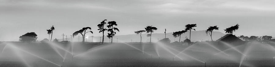Monterey Cypress Trees Photograph by Naoki Aiba