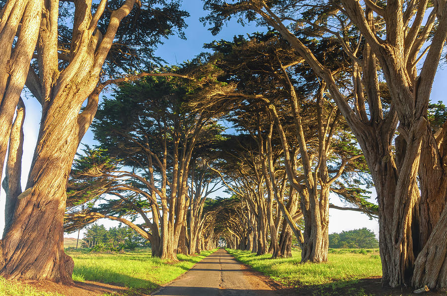 Monterey Cypresses  Photograph by Jonathan Nguyen
