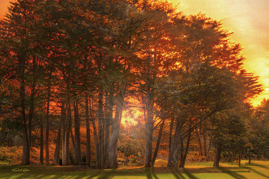 Monterey Cyprus Grove at Sunset D Digital Art by Frank Wilson