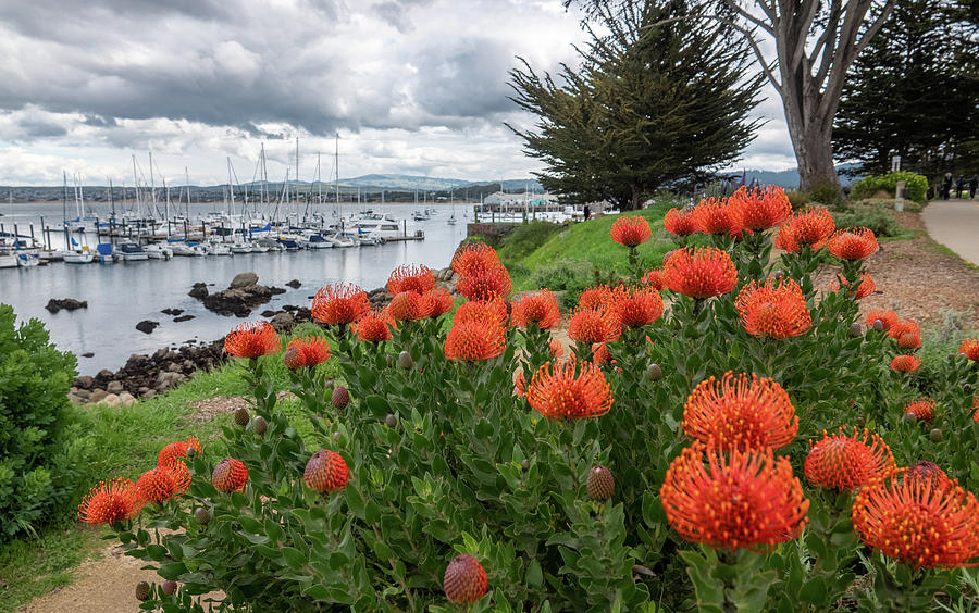 Monterey Marina Banksias Photograph by David A Litman