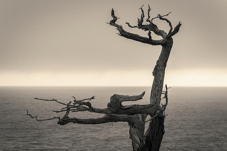 Monterey Peninsula V Toned Photograph by David Gordon