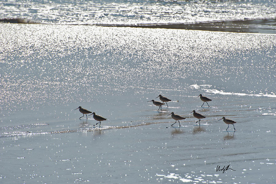 Monterey Sandpipers Photograph by Windy Osborn