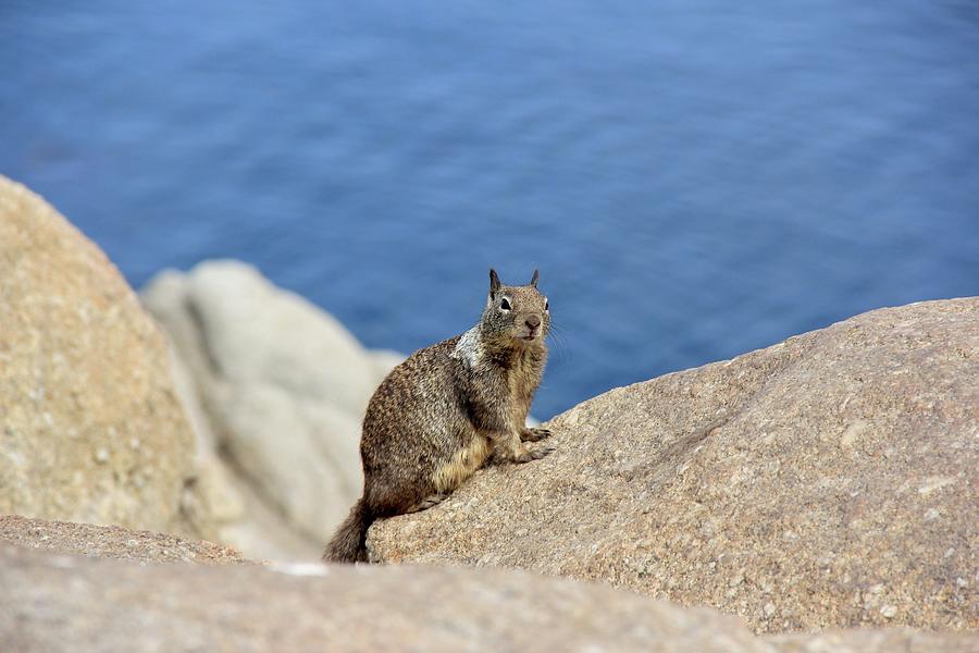 Monterey Squirrel Photograph by Masha Batkova
