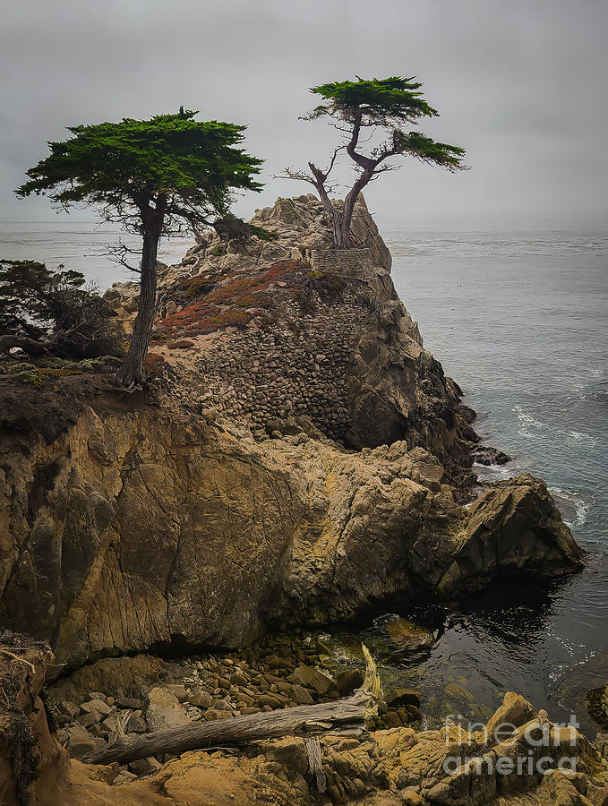 Monterrey Cypress in Spring Photograph by Ron Long Ltd Photography