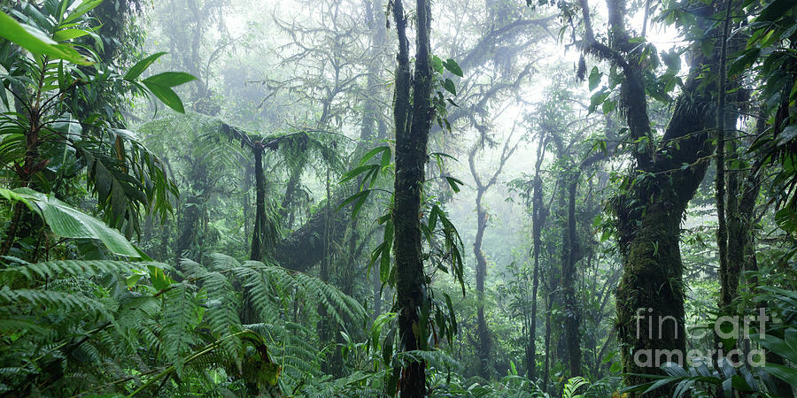 Monteverde cloud forest, Costa Rica Photograph by Matteo Colombo