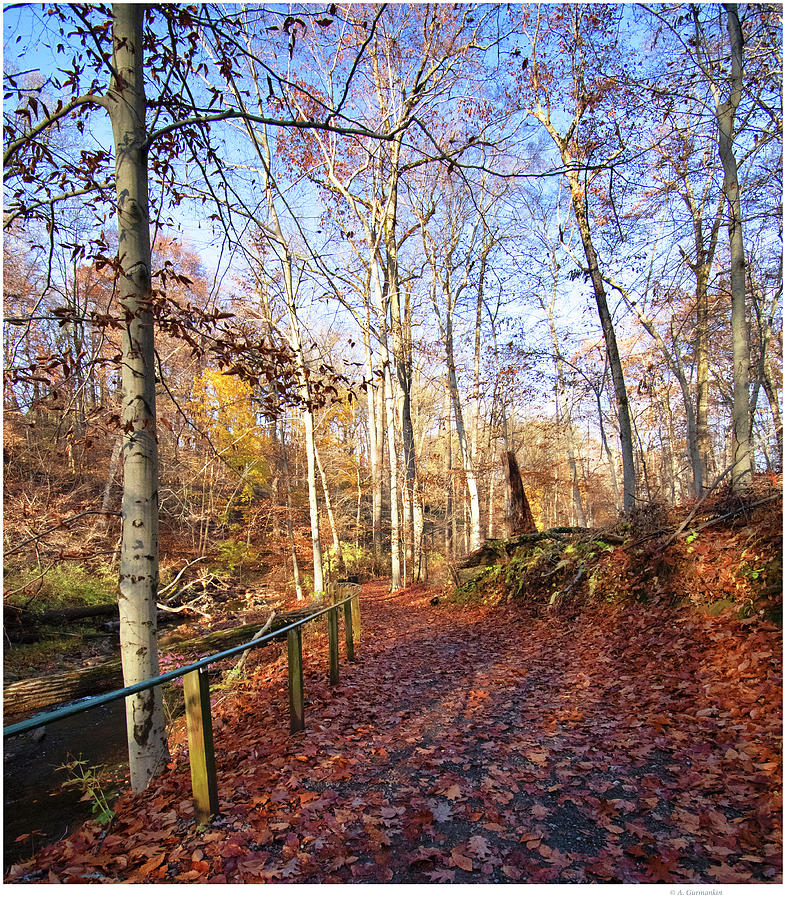 Montgomery County, Pennsylvania, Woodland, Fall Path Photograph