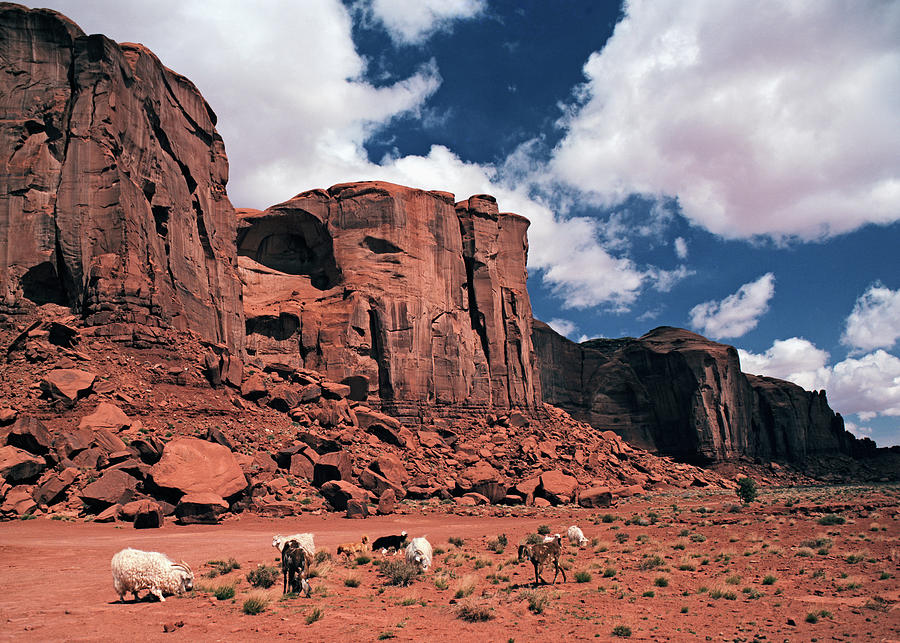 Monument Valley Sheep Photograph by Tom Daniel